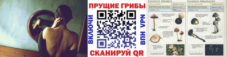 Галлюциногенные грибы мицелий  Купить закладки  Кизляр 